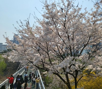 녹지과-성남 분당 삼평동 운중천변 벚꽃길(9경).jpg