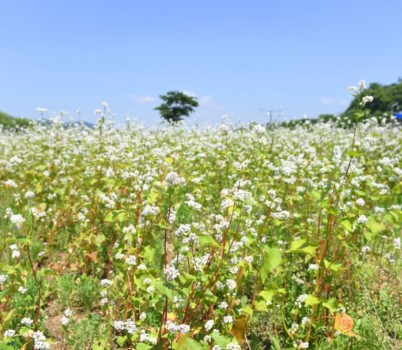 생태하천과-성남시 수정구 수진동 1690-1 번지 일대 탄천변 메밀꽃.jpg width: 100%; height : 150px