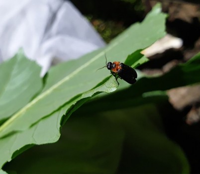 환경정책과-성남 중원구 상대원동 일대에서 촬영한 파파리반딧불이(자료사진).jpg width: 100%; height : 150px
