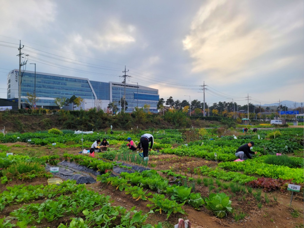 성남시 65세 이상 2090명에 시청 건너편 실버텃밭 무료 …