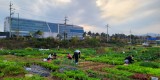 농업기술센터-성남시청 건너편에 있는 성남시민농원 내 실버텃밭 가꾸고 있는 시민들.jpg