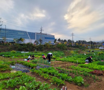 농업기술센터-성남시청 건너편에 있는 성남시민농원 내 실버텃밭 가꾸고 있는 시민들.jpg