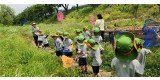 4. 환경정책과-성남지역 어린이집 원아들이 탄천 태평습지생태원에서곤충을 채집·관찰하고 있다(6월 17일 촬영분).jpg