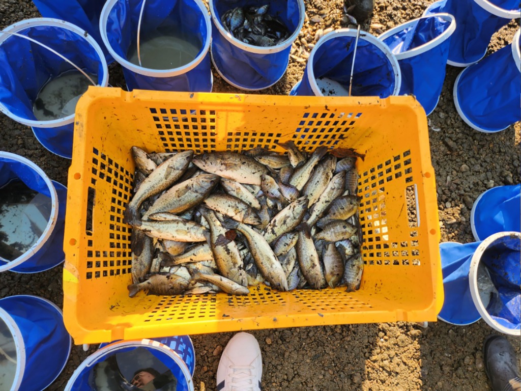 환경정책과-성남 중앙공원 내 분당호에서 포획한 생태계교란 외래어종 배스.jpg